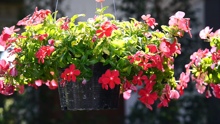 Vinca Flowers Hanging Pot Plant Stock Footage Video (100% Royalty-free ...