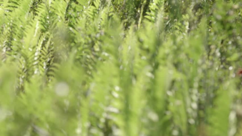Header of Alfred