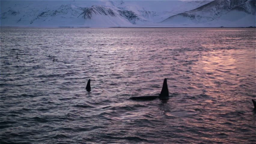 Killer Whales Swimming Close Sunset Stock Footage Video 100