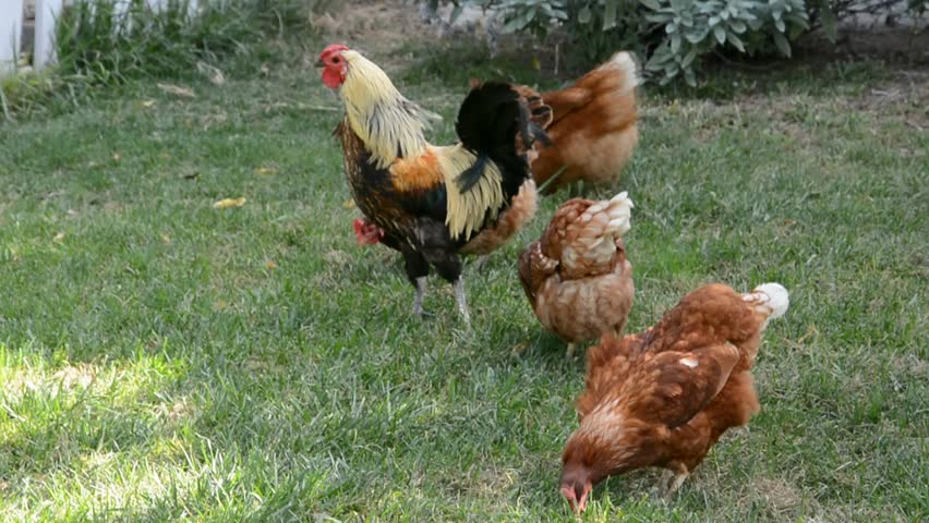 Chickens Eating Rooster As Guards Flock. Chickens Eating Watermelon On ...