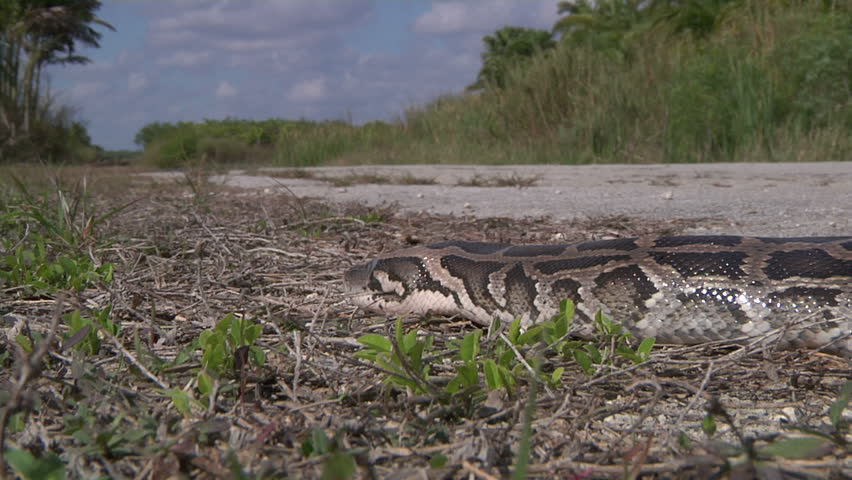 Python On Road Stock Footage Video 1375981 | Shutterstock