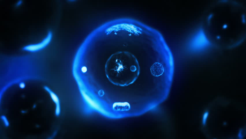 Stages Of Mitosis. Biology Background. Blue.The Mother Cell Reproduce ...