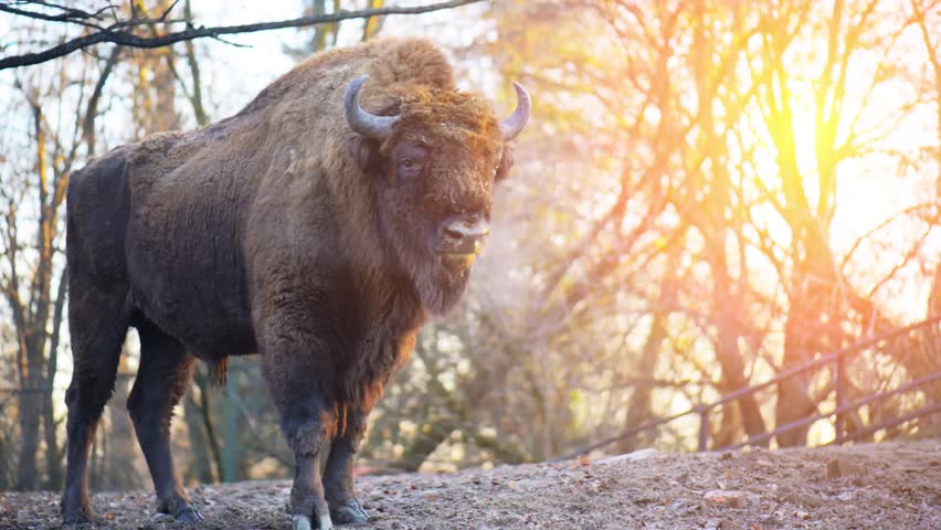 Bison image - Free stock photo - Public Domain photo - CC0 Images