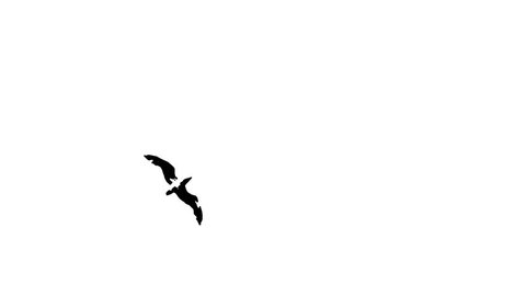 Flight Birds Animation Ink On Paper Stock Footage Video (100% Royalty-free)  13808792 | Shutterstock