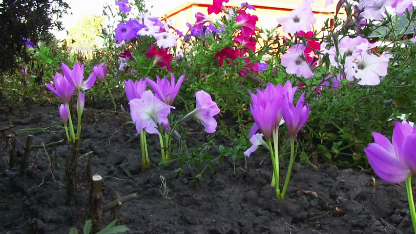 Header of colchicum