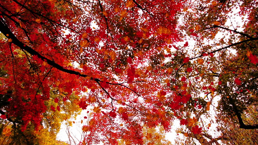 Autumn Leaves Falling Stock Footage Video | Shutterstock