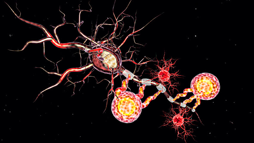 Supportive tissue of the nervous system. Neuron 스톡 비디오 클립 | Shutterstock