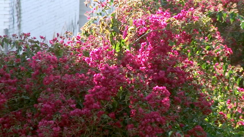 Panning Shot Of A Western Australian Wildflower Bush With Its Hot Pink Flowers Downtown Hd Stock Video Clip