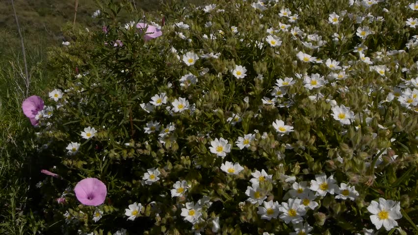 Header of cistus