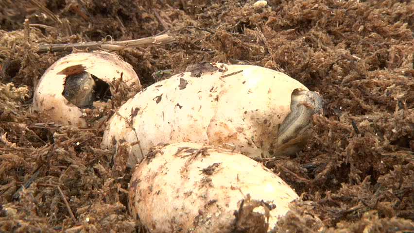 Alligators Hatching Stock Footage Video 1492591 | Shutterstock