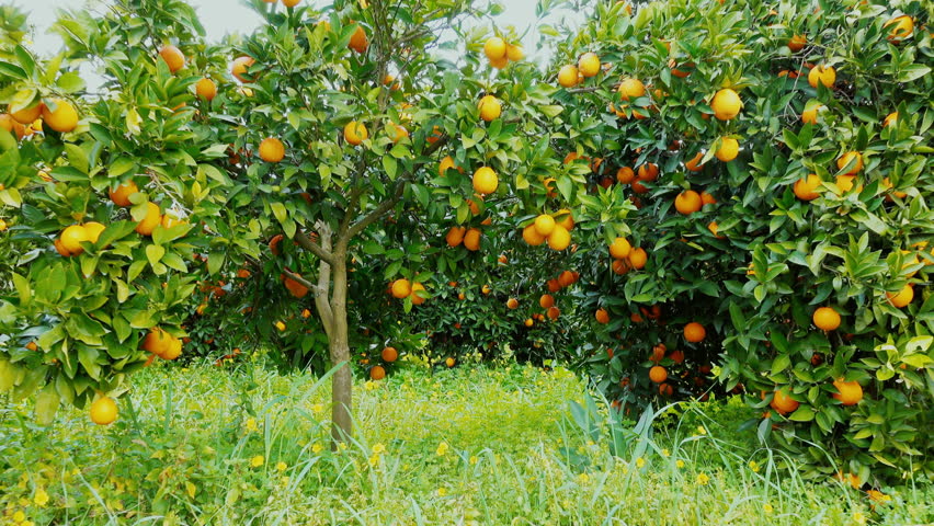 Fresh Oranges Growing On A Tree In An Orange Grove In Florida, These ...