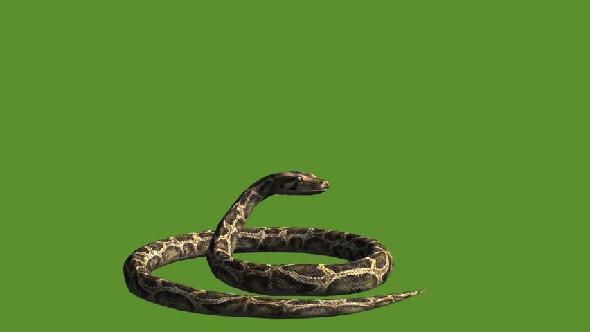 Header of herpetology