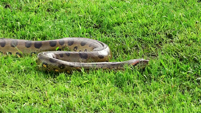 Anaconda Stock Footage Video | Shutterstock