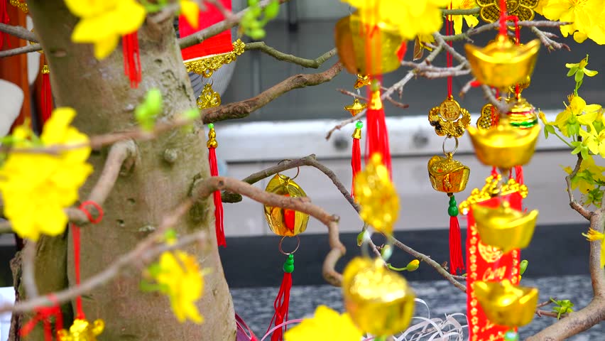 Yellow Apricot Flower Stock Footage Video | Shutterstock