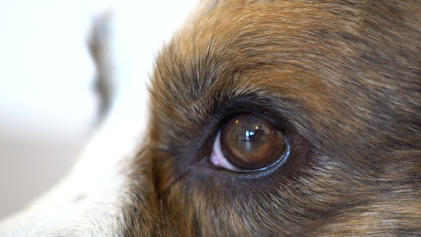 A Close-up Shot From The Nose Of A Welsh Corgi Pembroke Dog Stock ...