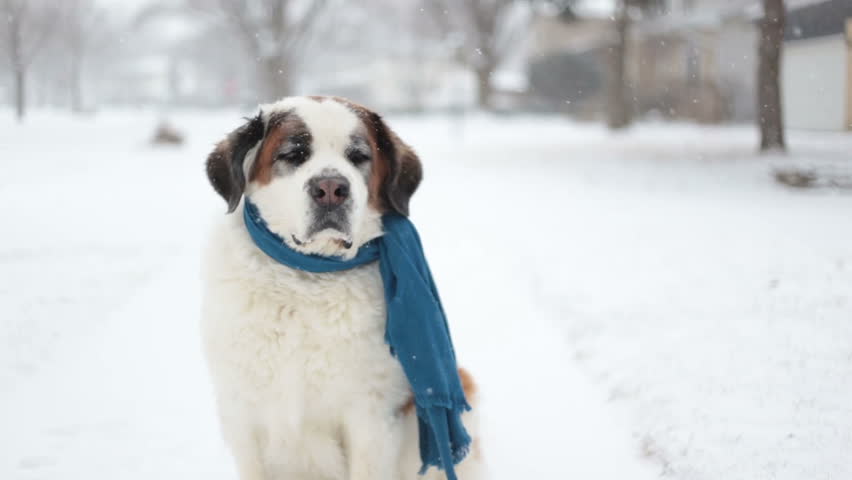 scarf on dog