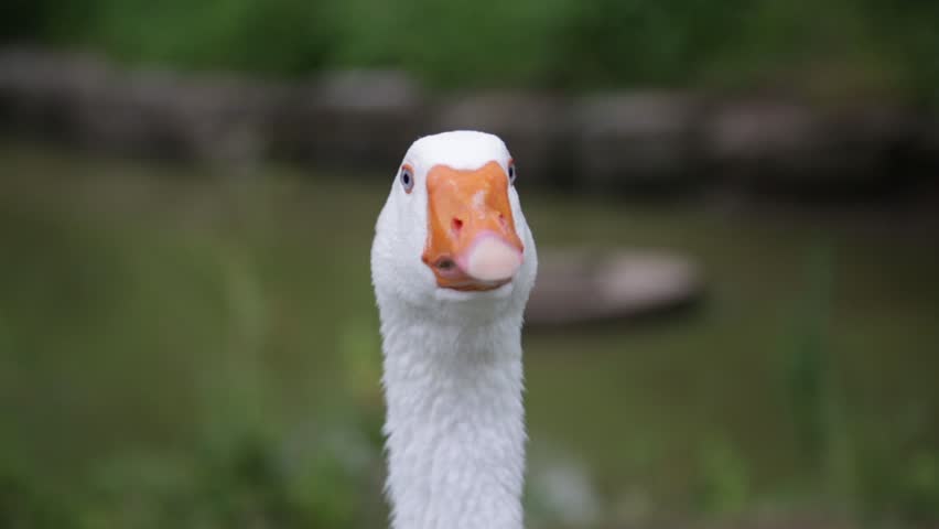 Domestic Goose Stock Video Footage - 4K and HD Video Clips | Shutterstock