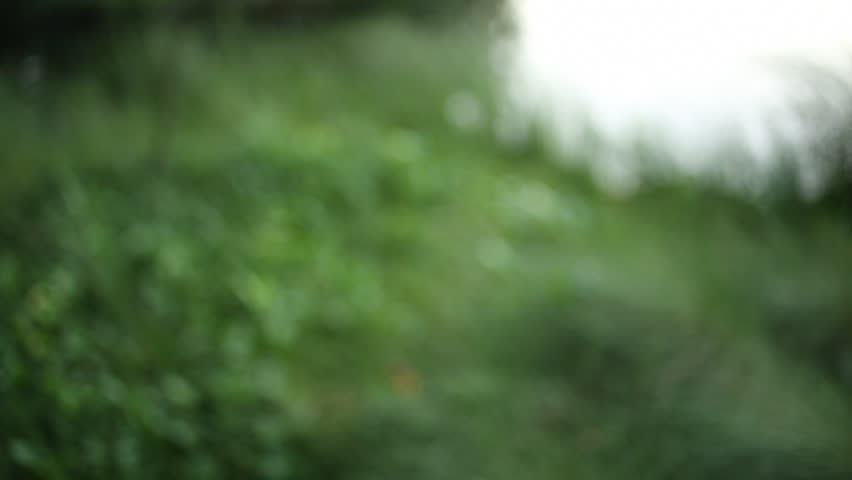 Header of bogbean
