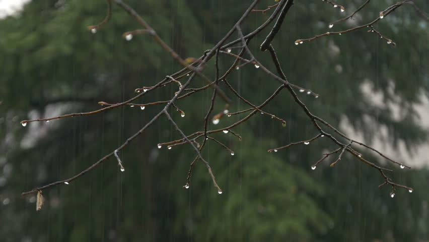 Стоковое видео на тему «Wet tree branch and downpour close up,» | Shutterstock