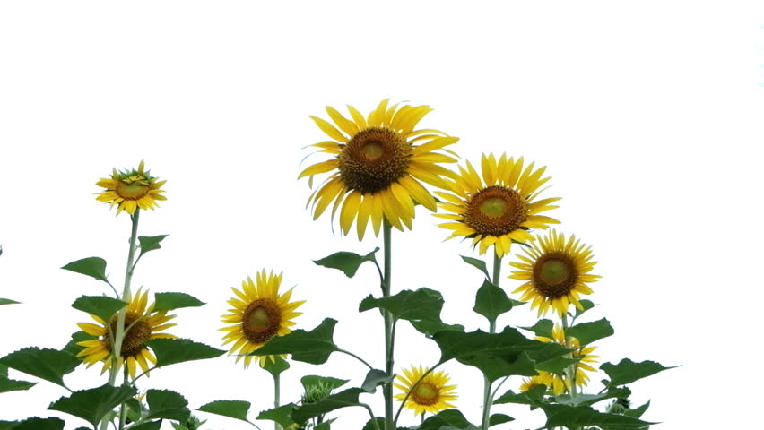 Video Of A Sunflower Swaying In The Breeze, Isolated On A White ...