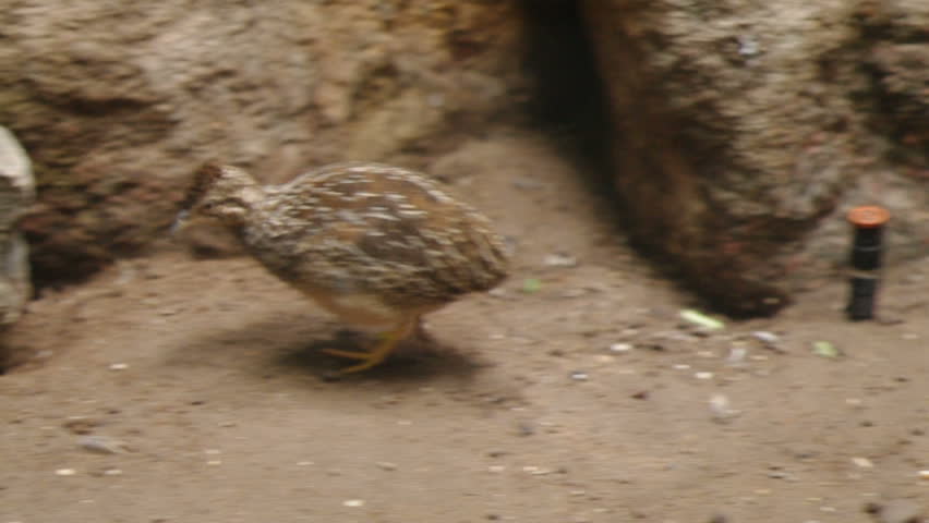 Header of kiwi