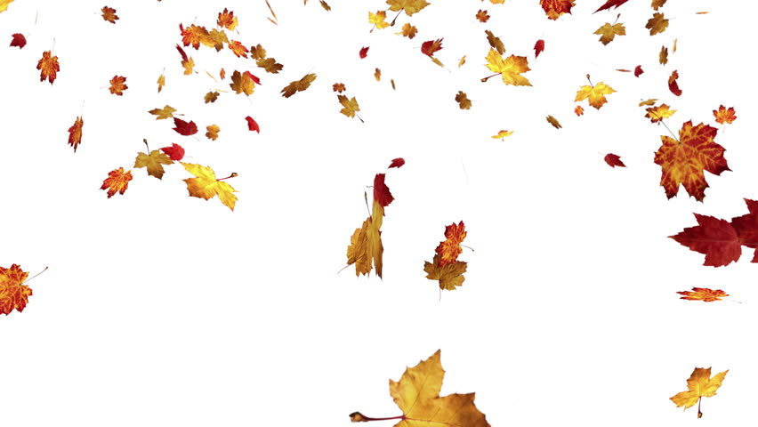 Fall Leaves Isolated Stock Footage Video | Shutterstock