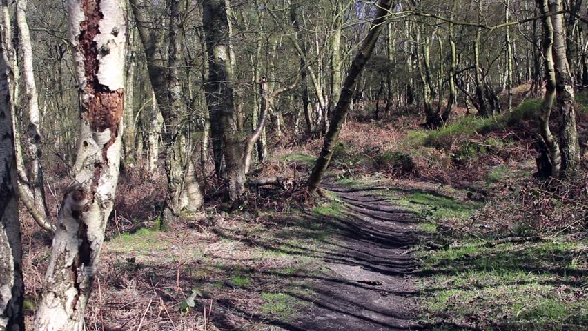 A Deep Forest Path in Stock Footage Video (100% Royalty ...