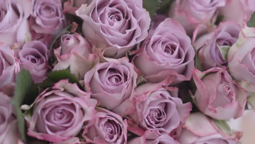 Gorgeous Pink Flowers Stock Footage Video 15291250 Shutterstock Gorgeous Pink Flowers Hd Stock Video Clip