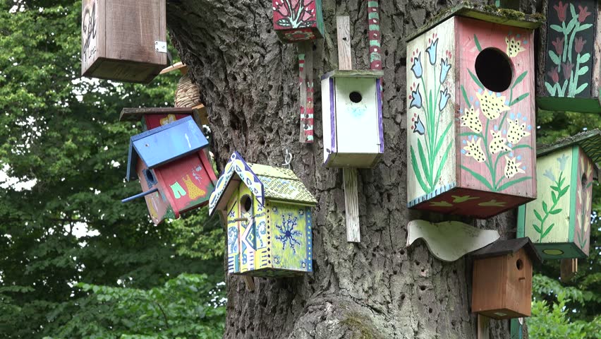 4k00 12tilt Up Of Beautiful Painted Nesting Box For Wild Bird On Tree Trunk