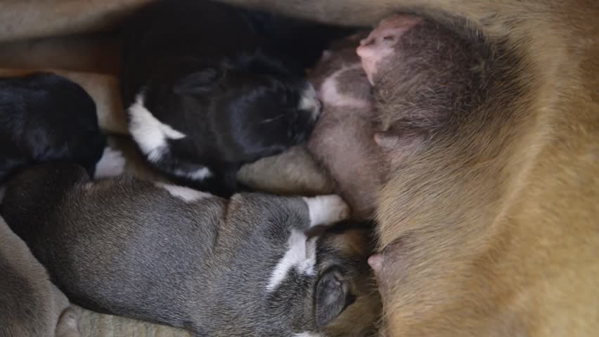 Girl Breastfeeding Puppy