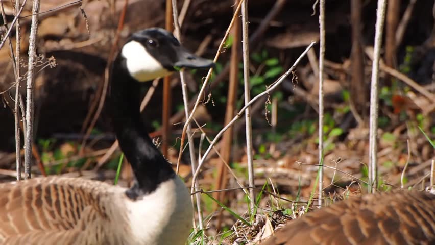 bird-canada-goose-geese-eating-stock-footage-video-100-royalty-free