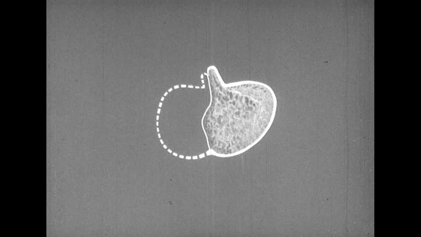 Header of posterior