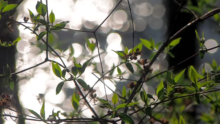 Header of privet