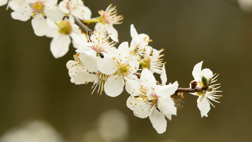 Prunus Spinosa Stock Footage Video | Shutterstock