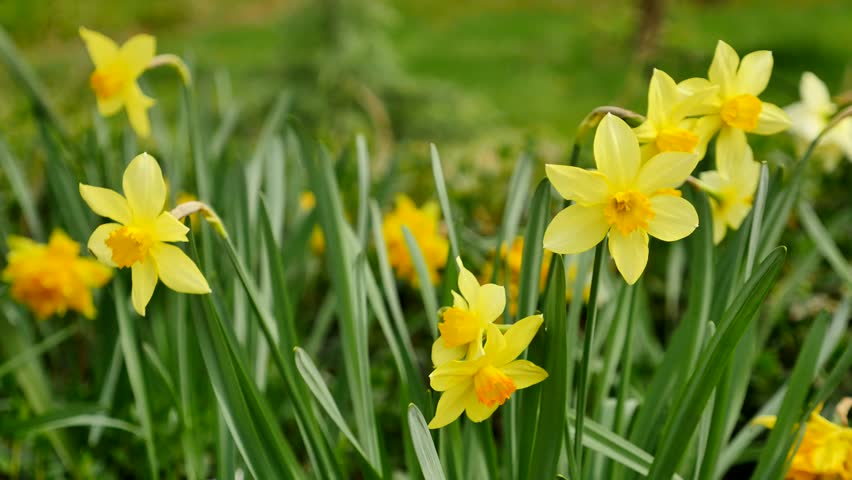Narcissus Poeticus (poet Daffodil, Nargis, Pheasants Eye, Findern ...