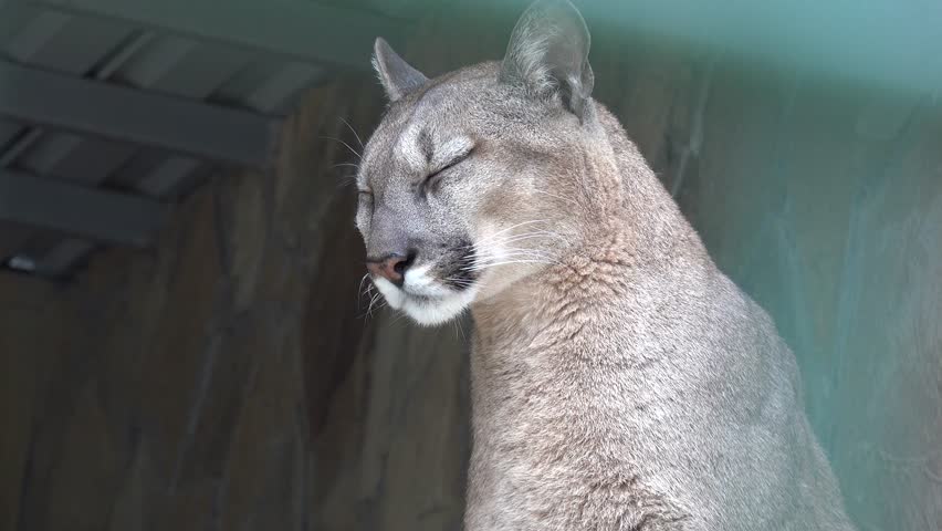 puma france animal puma france animal