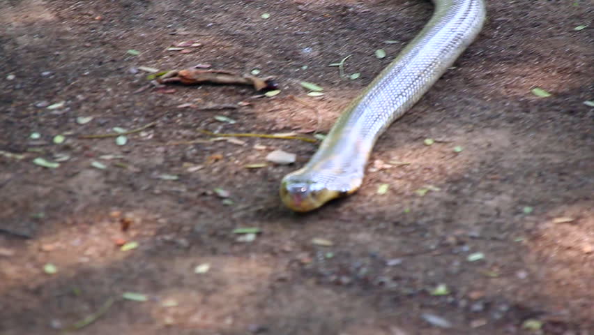 Header of slither
