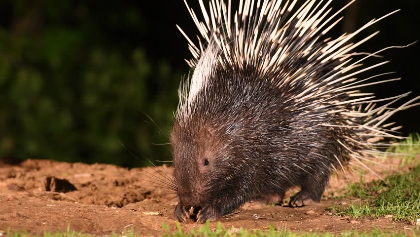 are porcupines nocturnal