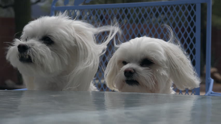 Dogs Sit In A Chair Stock Footage 100 Royalty Free Dogs Sit In A Chair Front Of An Outdoor Patio Table Wind Blowing Through Their Fur Waiting For Meal To Be Served 4k Uhd 3840x2160