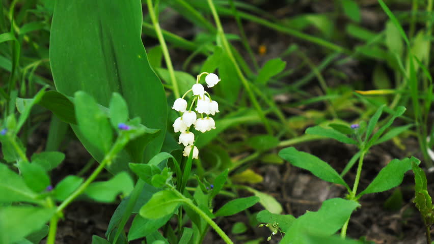Lily Of The Valley Stock Footage Video | Shutterstock