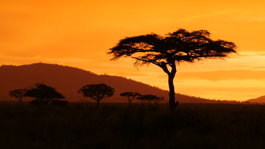 Beautiful Acacia Tree And Sunrise At The Serengeti 