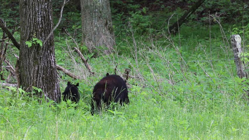 Wild Black Bear Viewing Tennessee: Smoky Mountains Wildlife