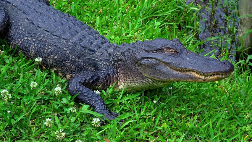 Big Alligator In The Swamps Of Louisiana Stock Footage Video 16665991 ...