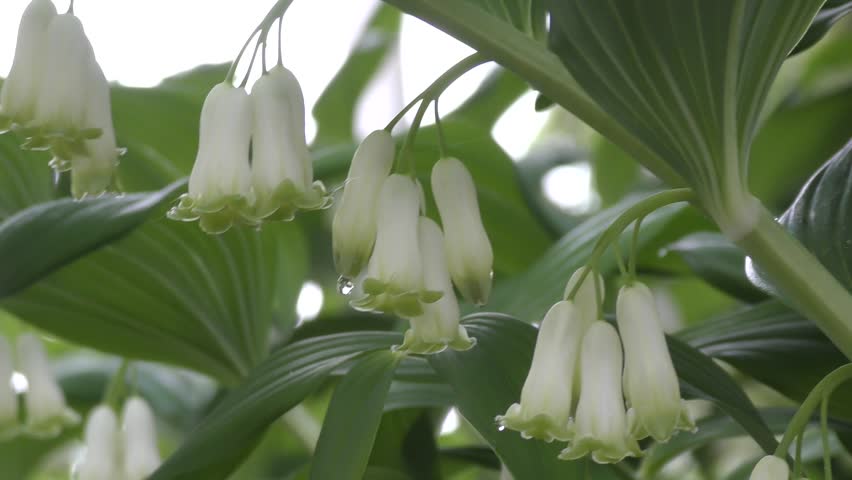 White Flowers Bells Solomon S Seal In Spring Morning Stock Footage White Flowers Bells Solomon S Seal In Spring Morning Hd Stock Video Clip