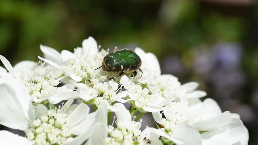 Header of chafer
