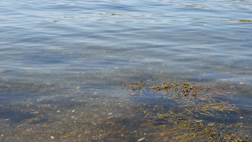 Header of rockweed