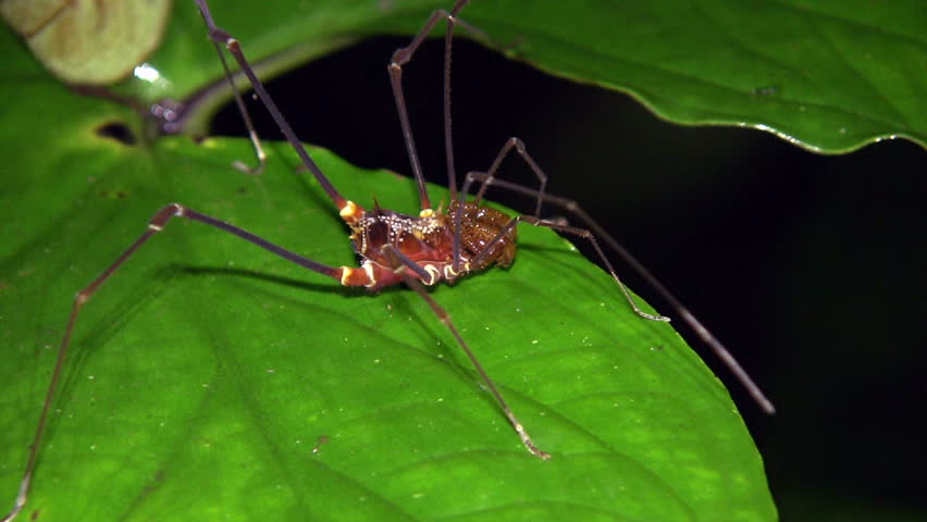 Header of harvestman