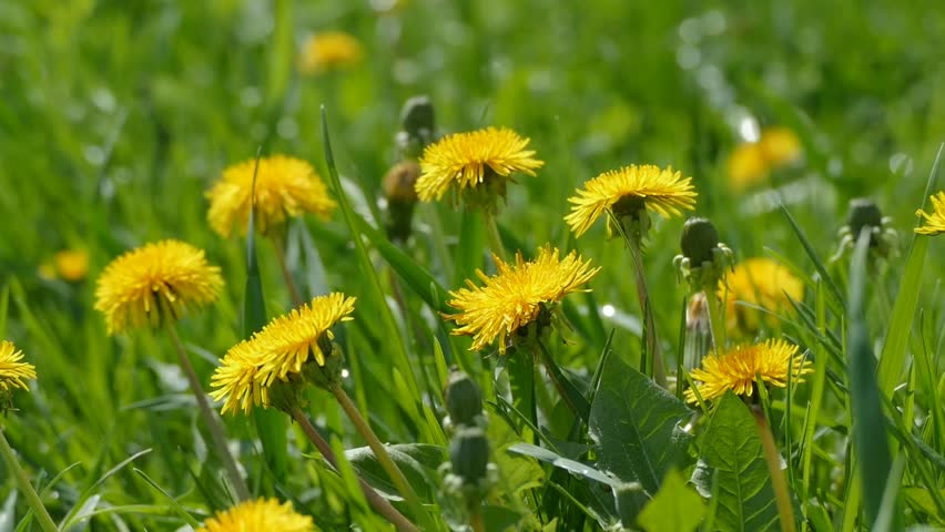 Dandelions In Spring, Spring Field. Dandelion Flowers Closeup Against ...