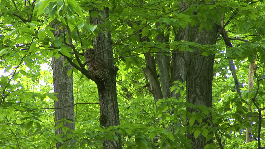 Olive Green Tree Growing In The Garden Natural Sunny Background Ms Of Owl Perched In Tree Hd Stock Video Clip