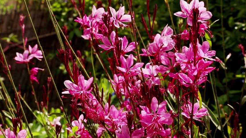 Header of Gaura